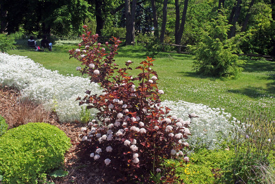 Ninebark Bush in a Garden