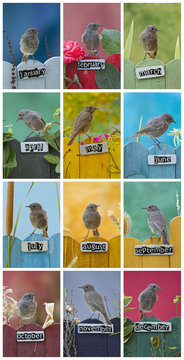 Months Photo collage with a bird perched on 12 different decorated fences on english, vertical orientation