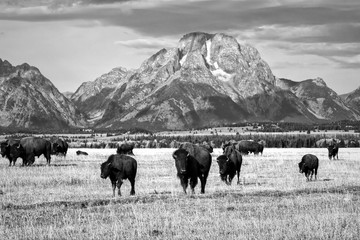 Group of Bison Grazing beneath the Teton Mountains in Grand Teton National Park