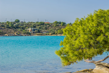 Fototapeta na wymiar summer sea vacation and tourist agency concept photography of vivid colorful landscape with green cedar south tree above blue bay lagoon water surface and opposite island with small hostel villa house