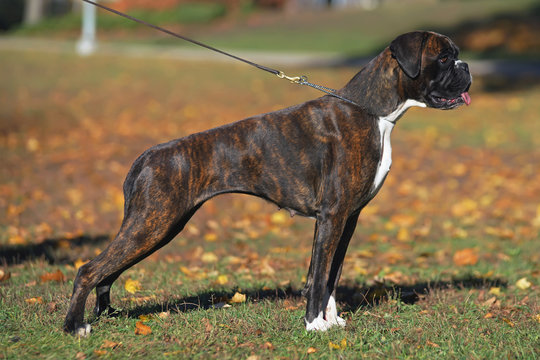 Brindle Boxer dog with natural ears and undocked tail standing outdoors on  a leash in autumn foto de Stock | Adobe Stock