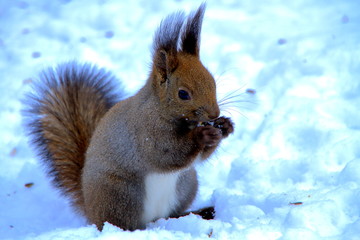 冬の札幌の公園のエゾリスの姿