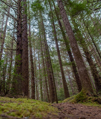 Rain forest trees along Oregon Coast Trail