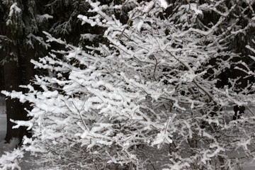 Winter background, trees  in fluffy snow, after heavy snowfall. Winter forest.