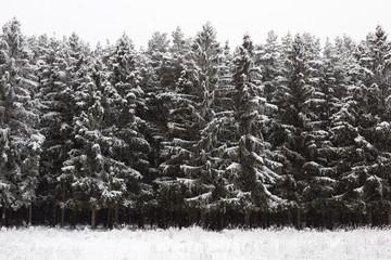 Winter background of spruce forest in the snow, after heavy snowfall. Coniferous forest..