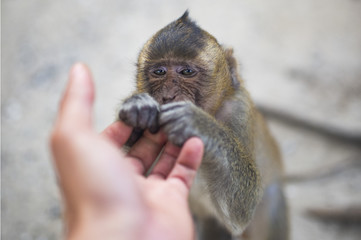 (Selective focus) Portrait of a young macaque monkey who is holding his paw on the hand of a tourist. Galta Ji Jaipur Monkey Temple, India.