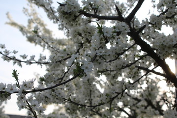 Blühender Kirschbaum im Frühling