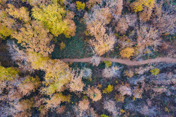 Aerial view of the Italian wild forest with tall and colorful trees. Winter season in Italy.