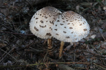 Parasol Pilze im Wald