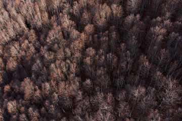 Aerial view of the Italian wild forest with tall and colorful trees. Winter season in Italy.
