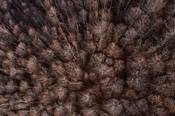 Aerial view of the Italian wild forest with tall and colorful trees. Winter season in Italy.