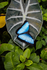 butterfly on leaf
