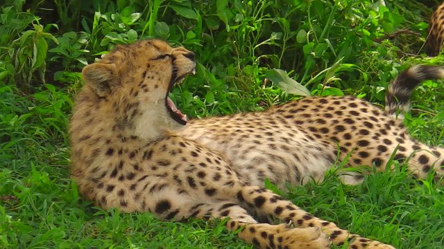 Young cheetah sleeping on the grass in Ngorongoro Conservation Area, Tanzania in Africa.