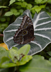 butterfly on leaf