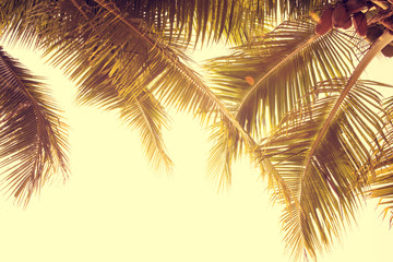 Palm trees against sky, Palm trees at tropical coast, vintage toned and stylized, coconut tree,summer tree ,retro