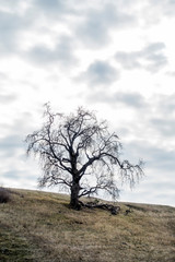 Solo Oak Tree Silhouetted on Hill