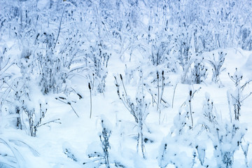 Winter background, land and plants in fluffy snow, after heavy snowfall. Winter forest.