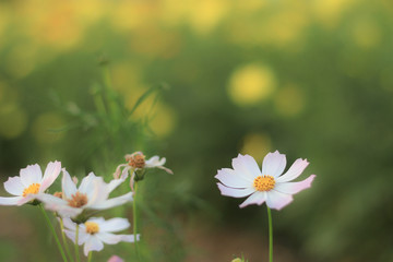 pink cosmos flower in the field and blurred background with selective focus.