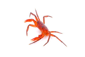 Red land crab(Phricotelphusa limula) (Female),One of world most beautiful fresh water crabs, native only in Phuket island, Thailand. It’s also known as Fire-Red crabs or waterfalls crab. Rare,Isolated