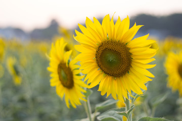Yellow sunflower and blurred background with selective focus.