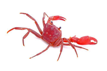 Red land crab (Phricotelphusa limula) (Male), One of world most beautiful fresh water crabs, native only in Phuket island, Thailand. It’s also known as Fire-Red crabs or waterfalls crab. Rare,Isolated