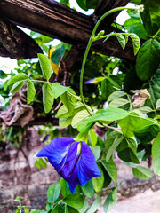 Aparajita flower or asian pigeonwings