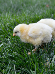little chicken in the grass