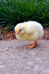 little chick