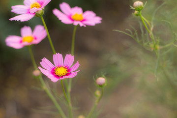 pink cosmos flower in the field and blurred background with selective focus.