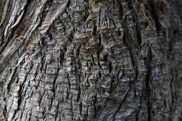 古い木の表面
