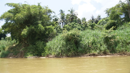 rice field in thailand