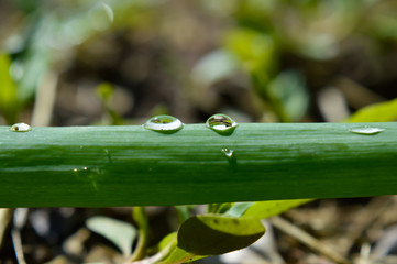 Water drops on plant 