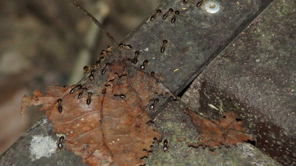 ants on a leaf