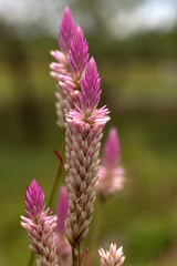 Pink wild grass seed heads. Thailand