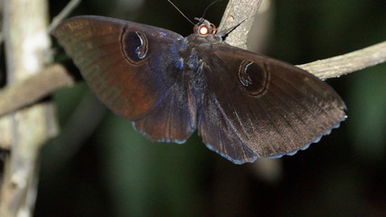 butterfly on leaf