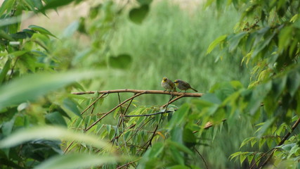 birds perch on branch