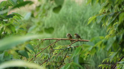 birds perch on tree branches