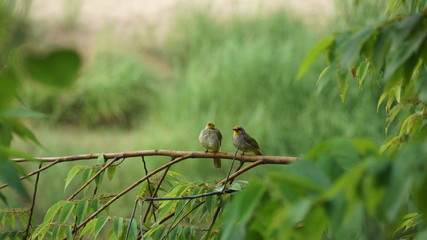 birds perch on tree branches