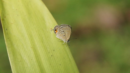 butterfly on leaf
