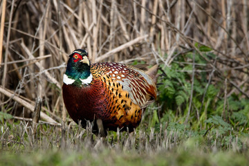 Ring neck pheasant