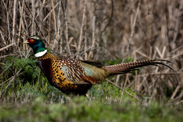 Ring neck pheasant