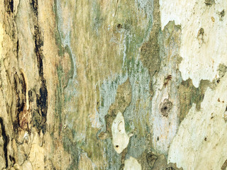 eucalyptus bark as background, wood texture