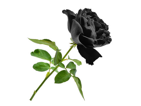 Fototapeta czarna róża z liściem na białym tle