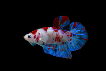 Close-up of siamese fighting fish koi galaxy halfmoon plakat male isolated on black background. Clipping path.