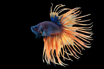 Half moon crown tail platinum betta Siamese fighting fish in action over black background with clipping path.