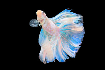 Half moon tail platinum betta Siamese fighting fish in action over black background with clipping path..