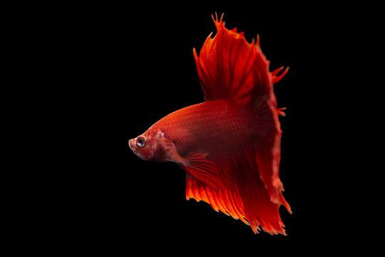 Half moon tail blue silver body with red tail and fin with black border betta Siamese fighting fish in action over black background with clipping path.