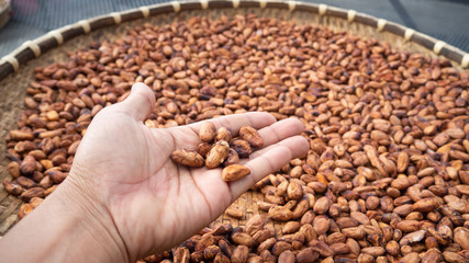 Hand holding Cocoa beans which it passes through the fermentation and drying process. Useful can be processed. Drinks, condiments, cosmetics It is a plant that is grown around the world.