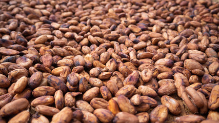 Cocoa beans through fermentation and drying process ready. Useful can be processed. Drinks, condiments, cosmetics It is a plant that is grown around the world.