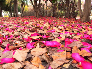 枯葉と山茶花の花びら散る公園風景
